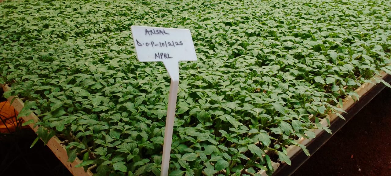 Ansal Tomato