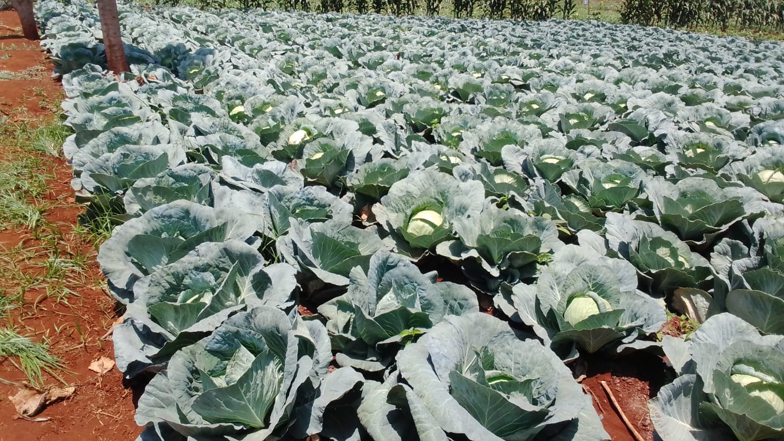 Barakati Cabbage