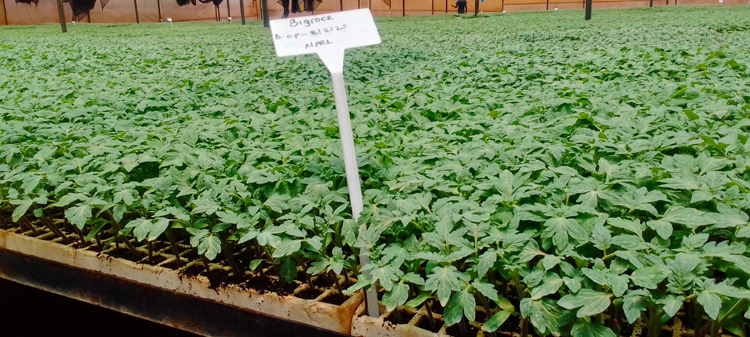 Bigrock Tomato