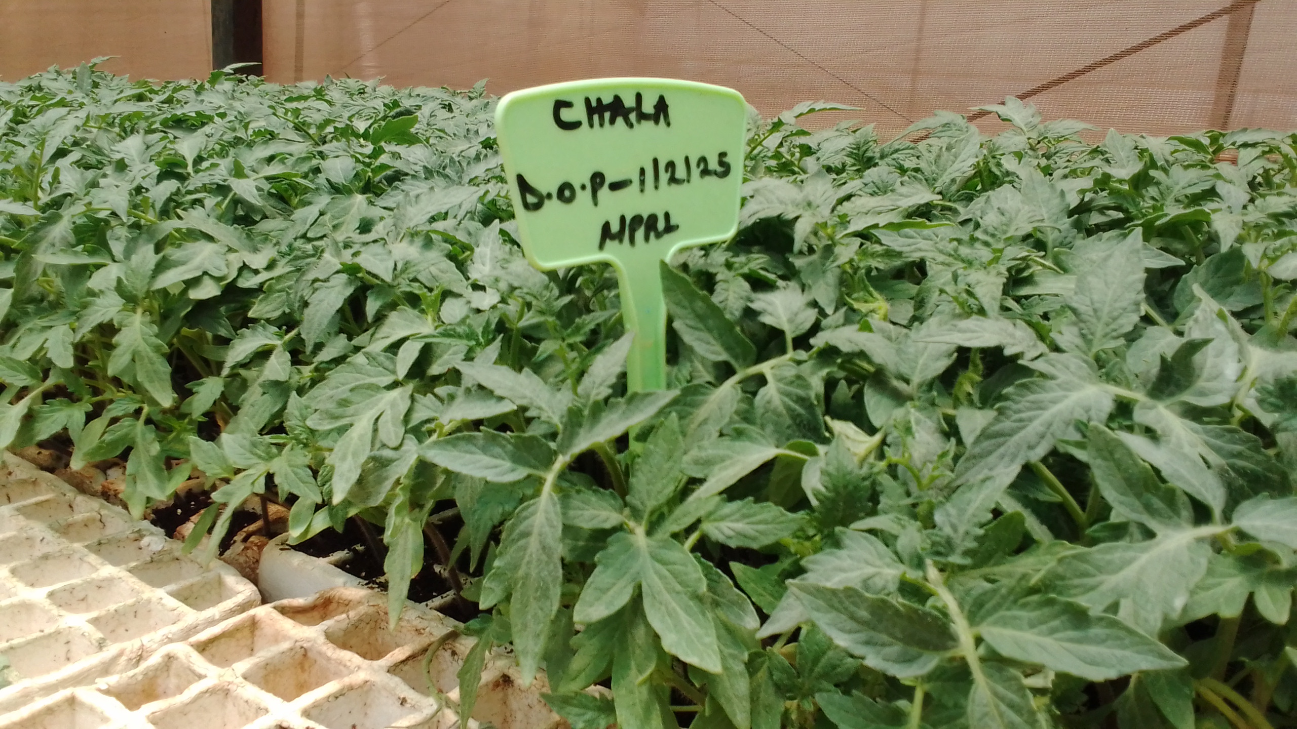 Chala Tomato