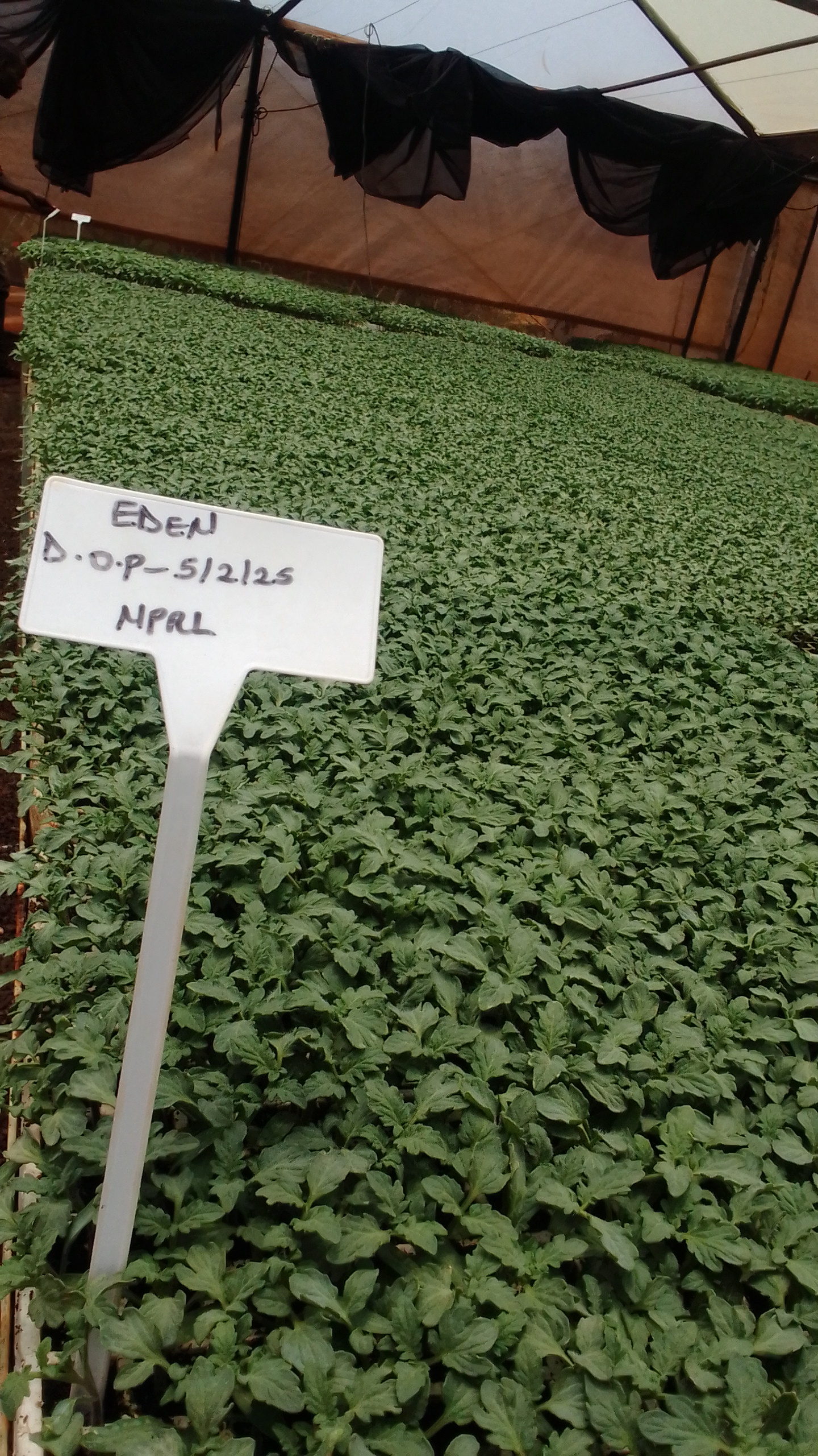 Eden Tomato