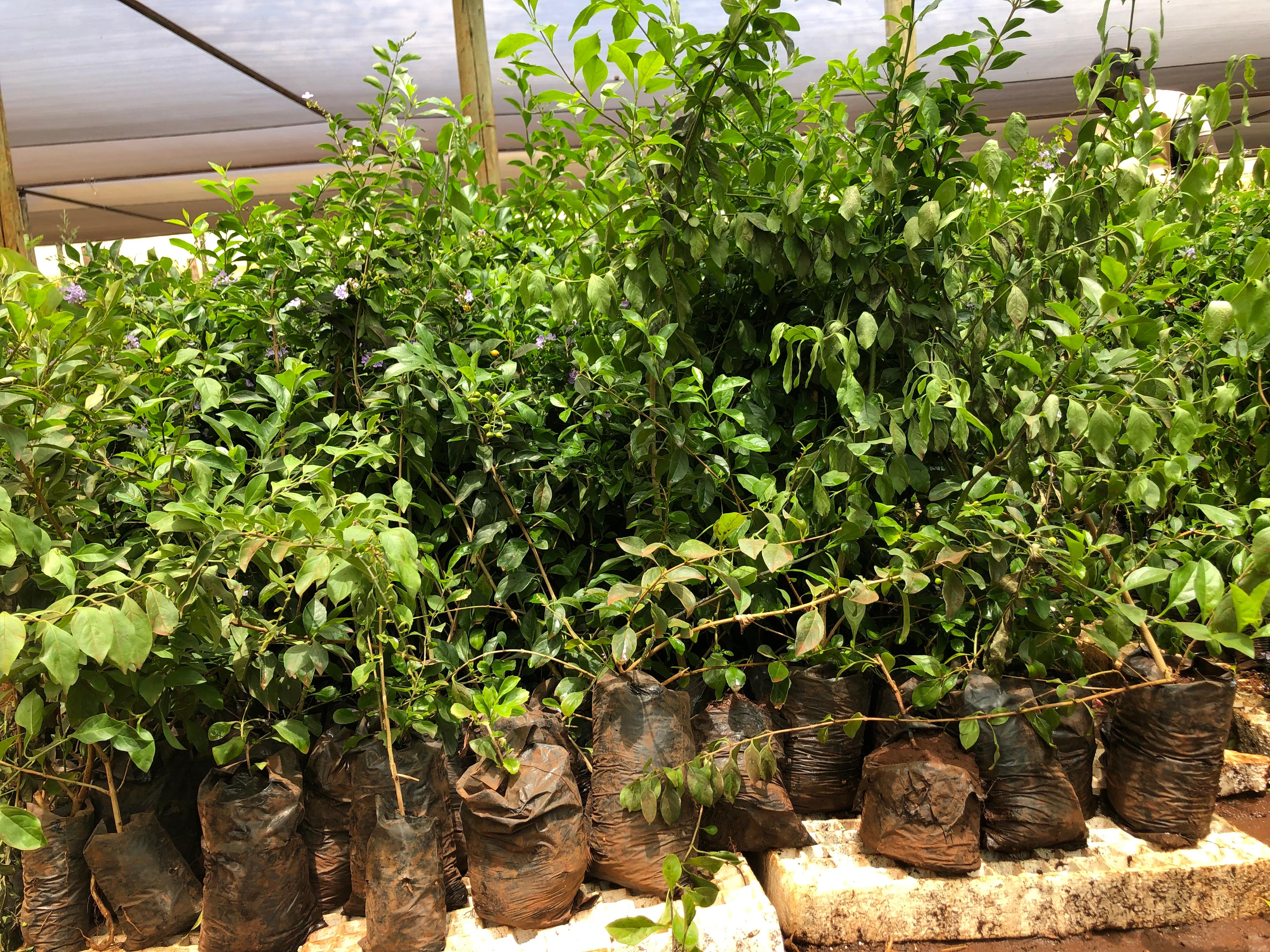 Green Duranta