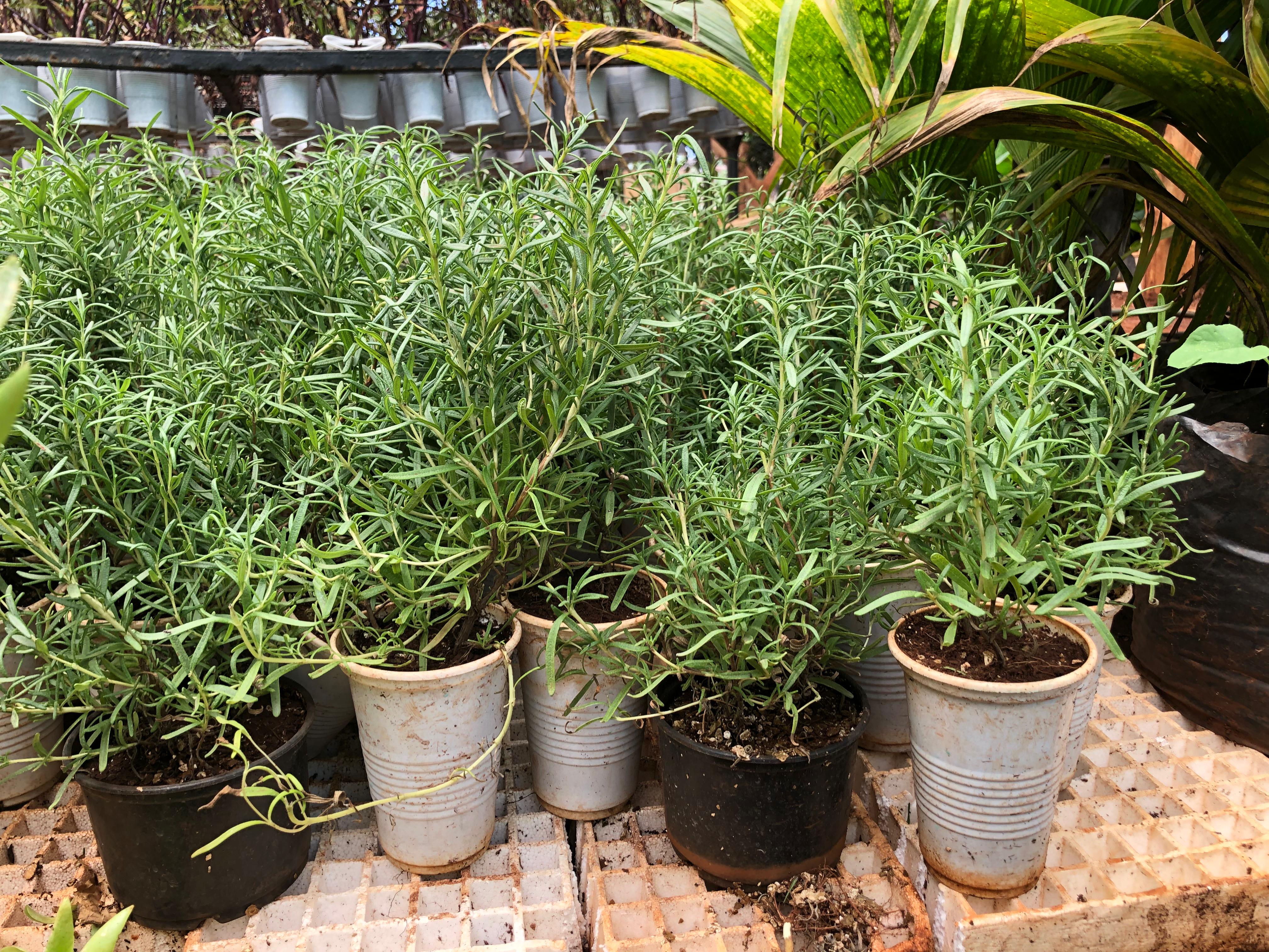 Rosemary