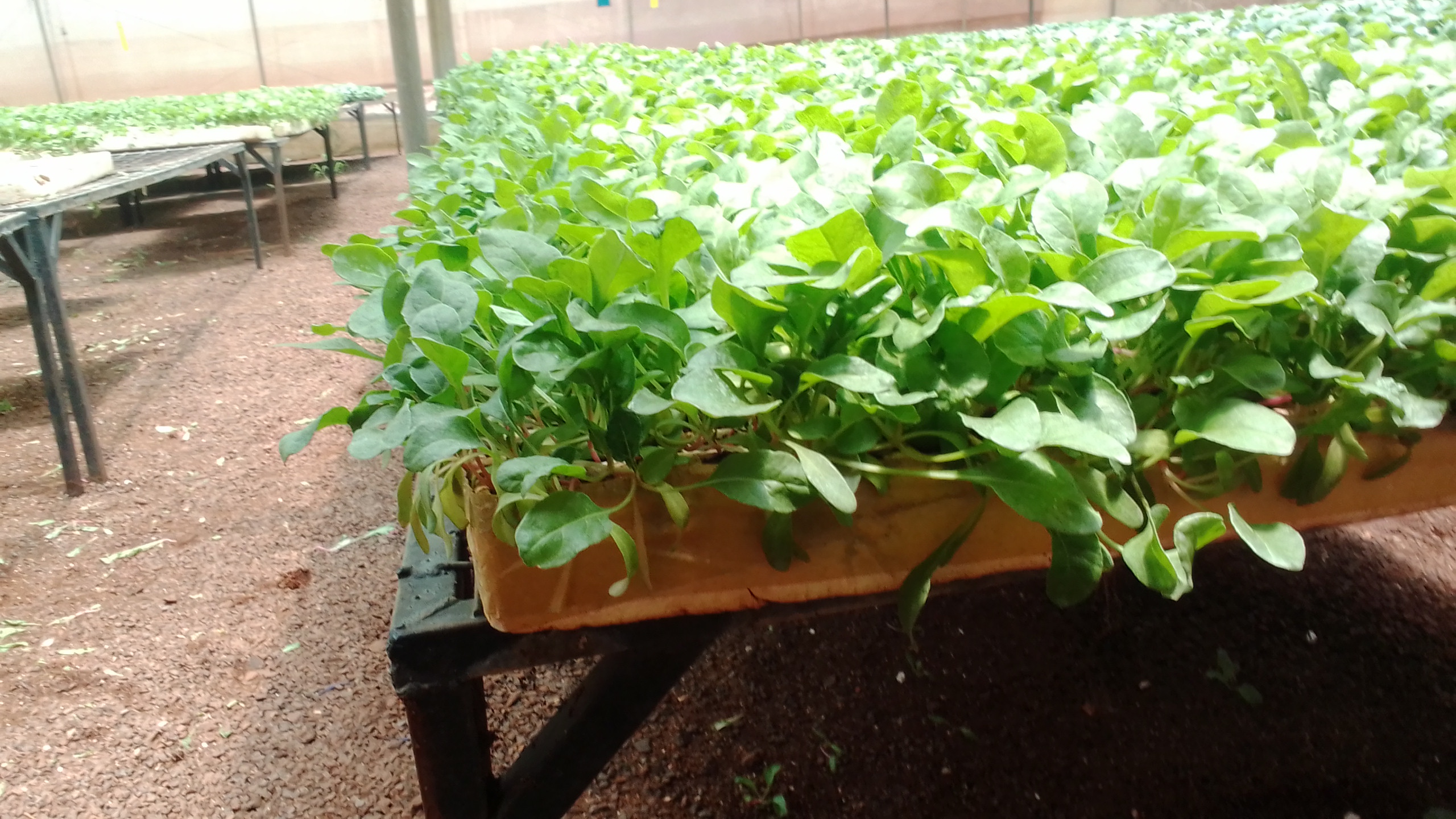 Spinach