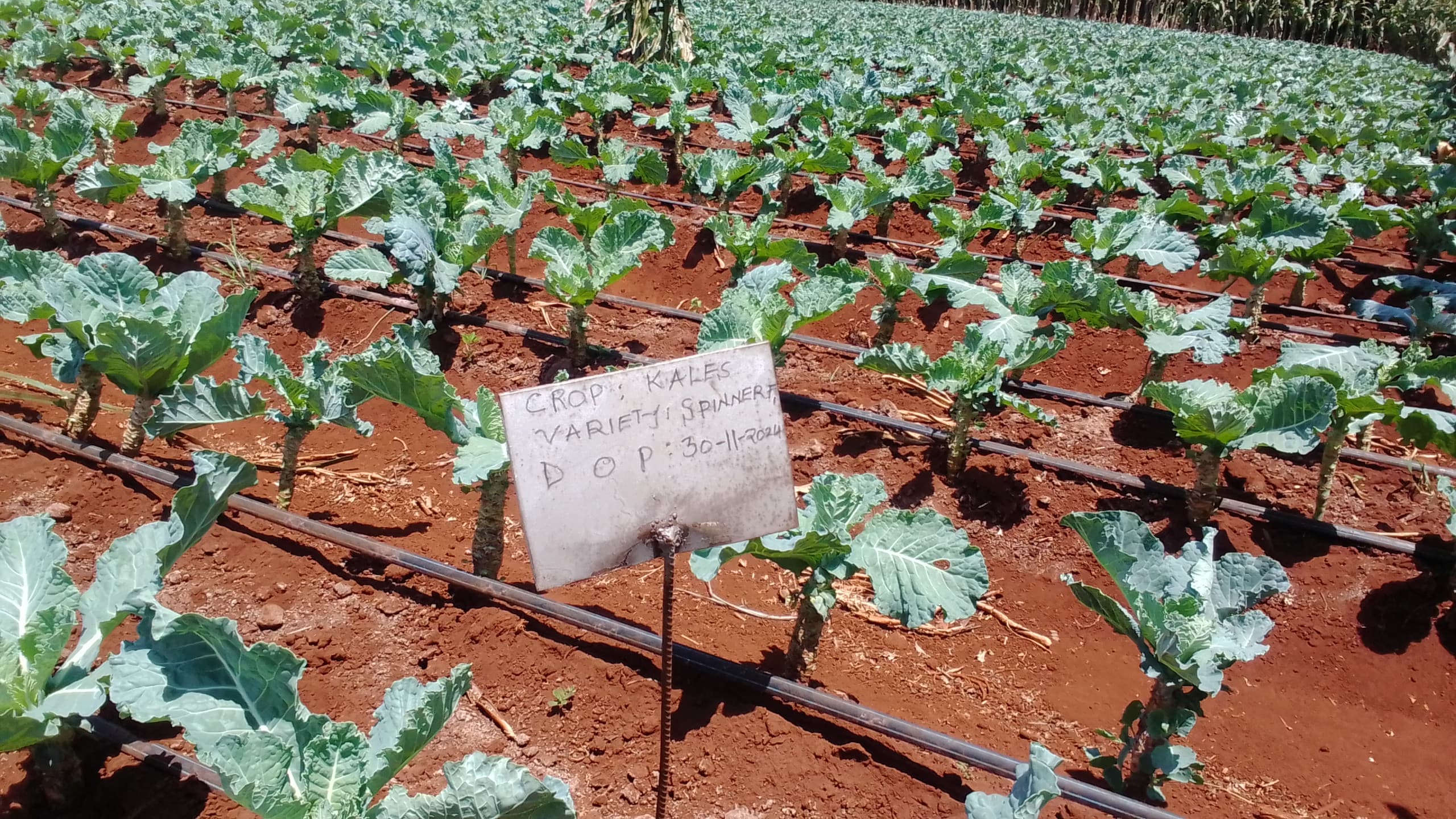 Spinner Kale