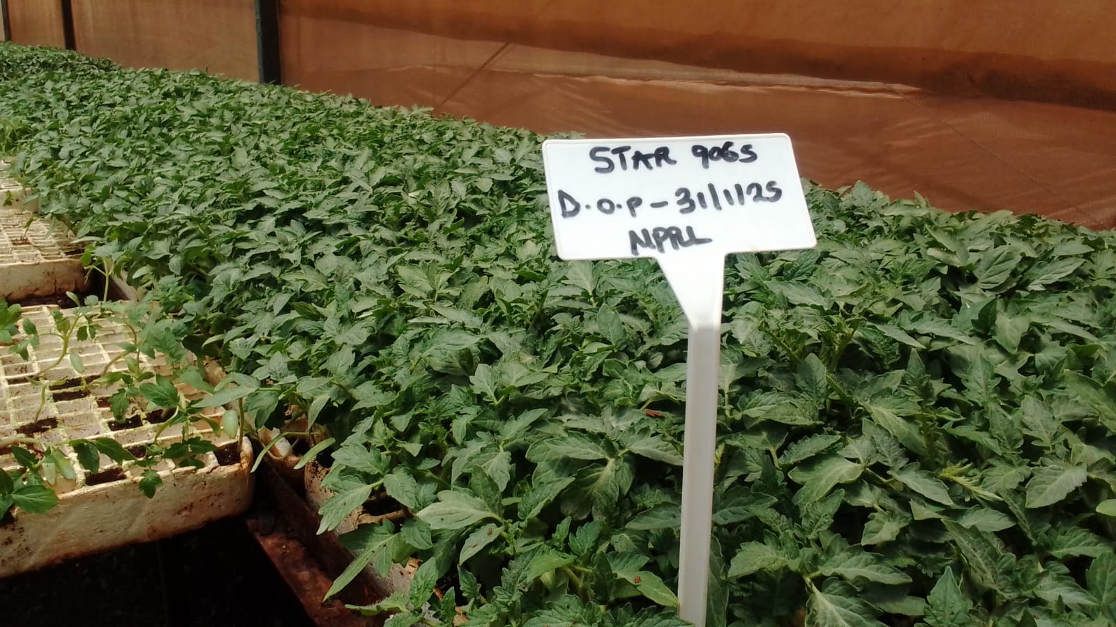 Star Tomato