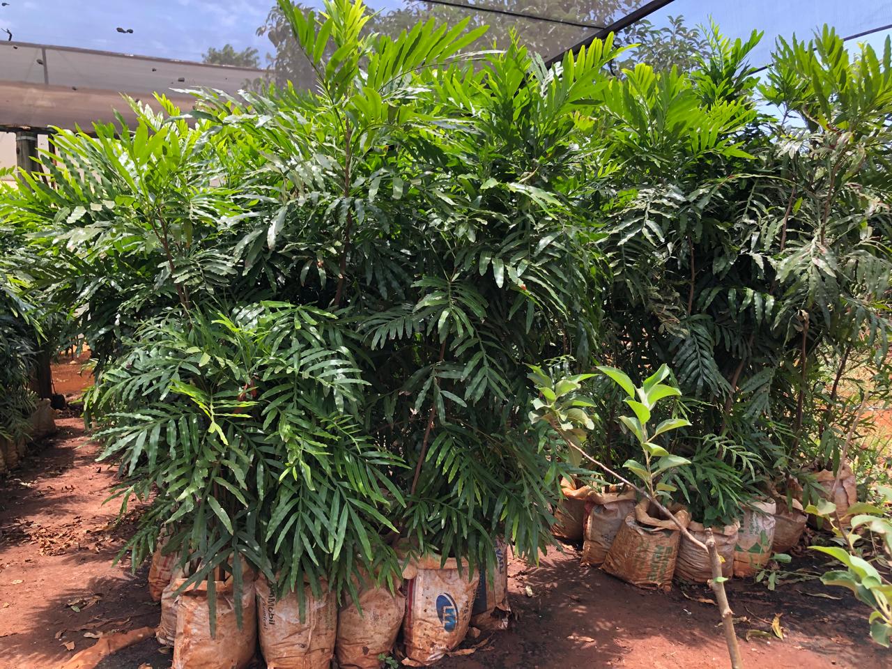 Thika Palm