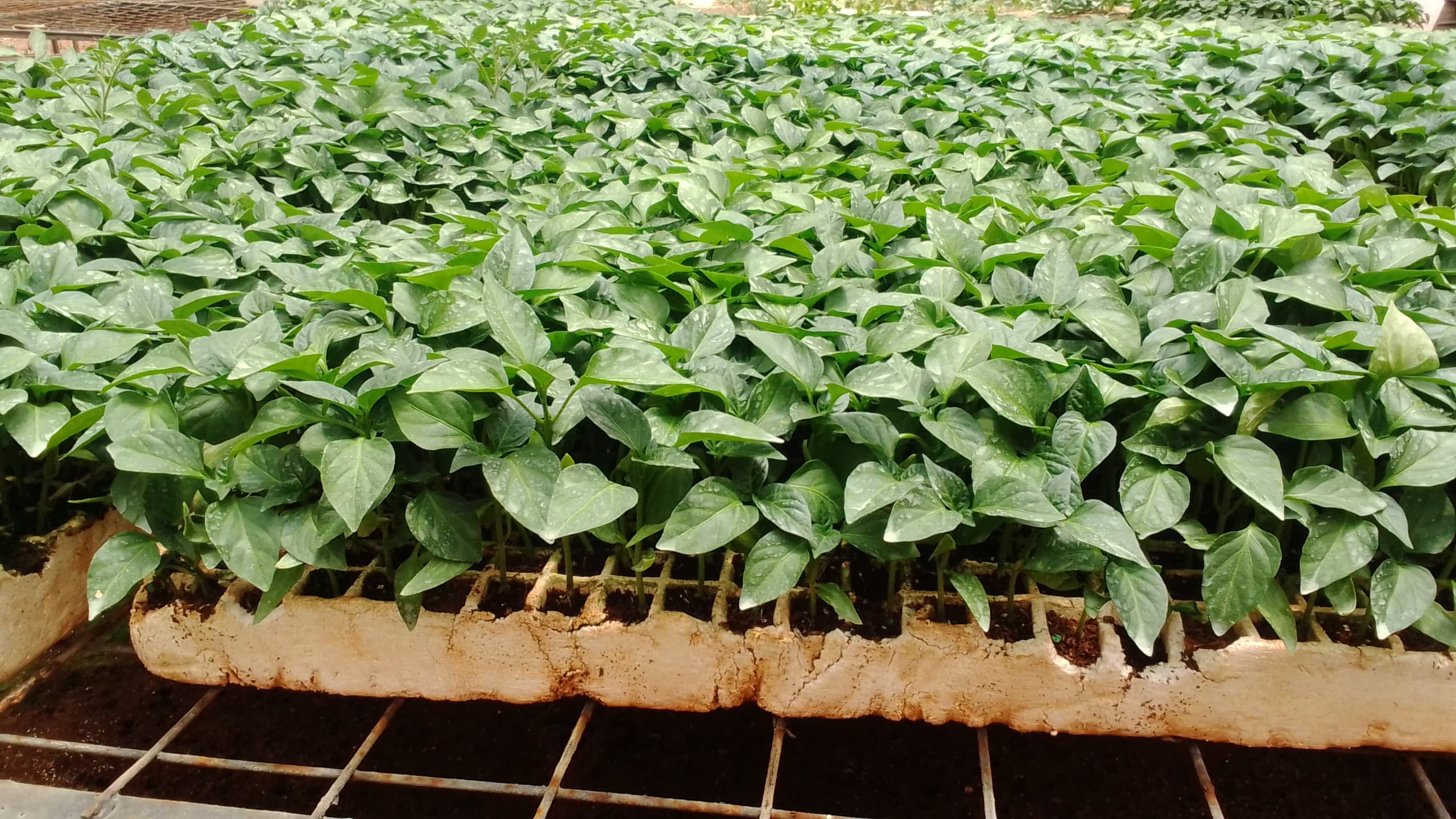 Vargas Capsicum (Hoho)
