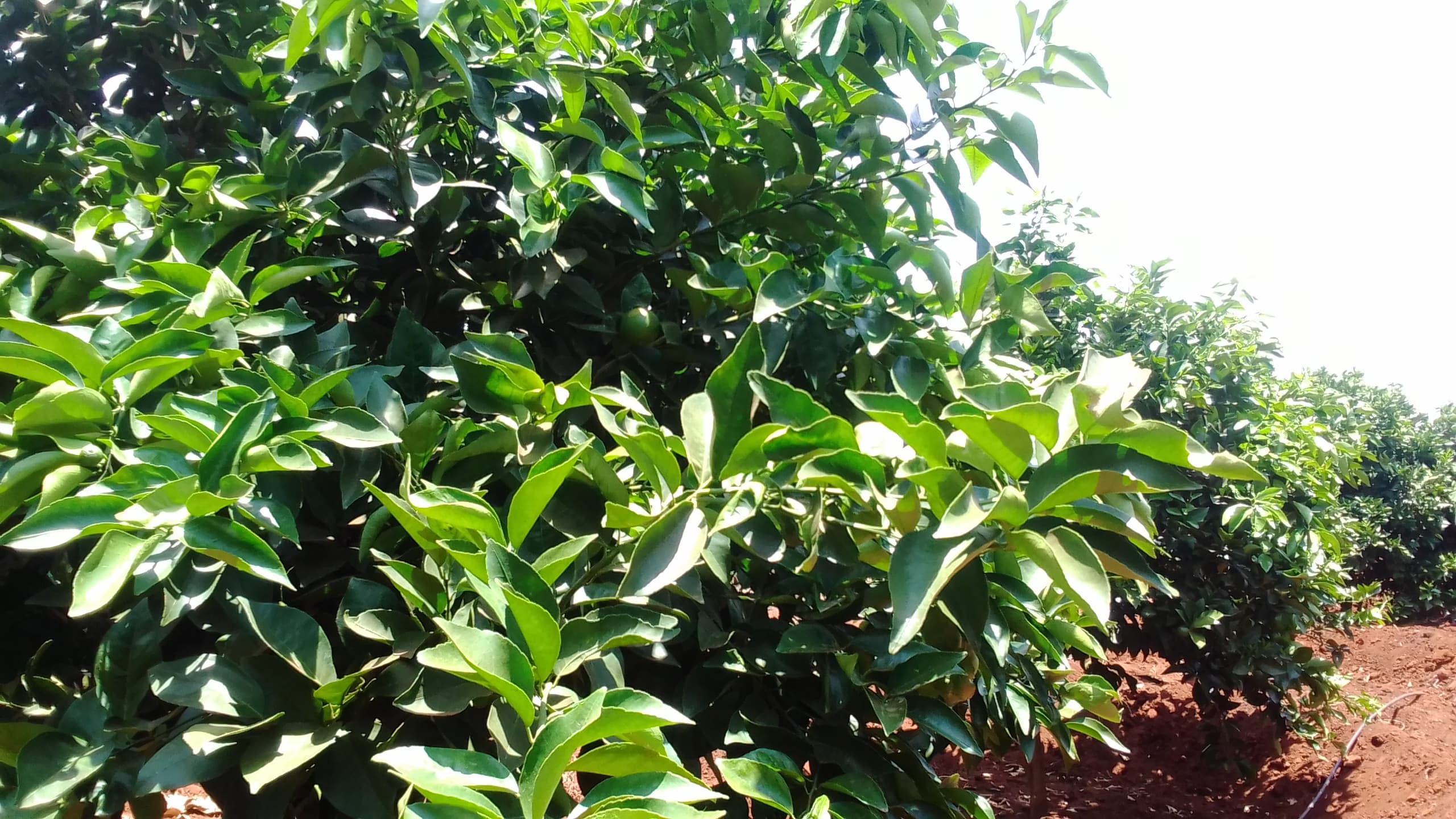 Vix Plant