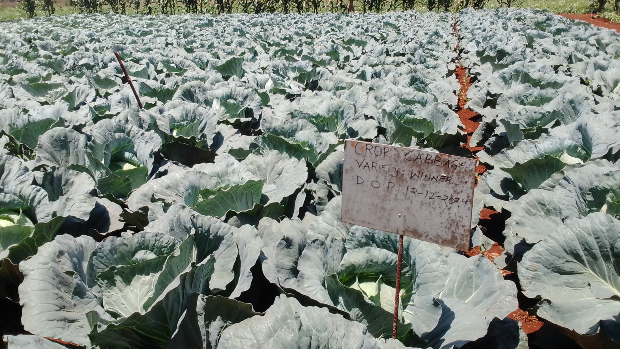 Winner Cabbage