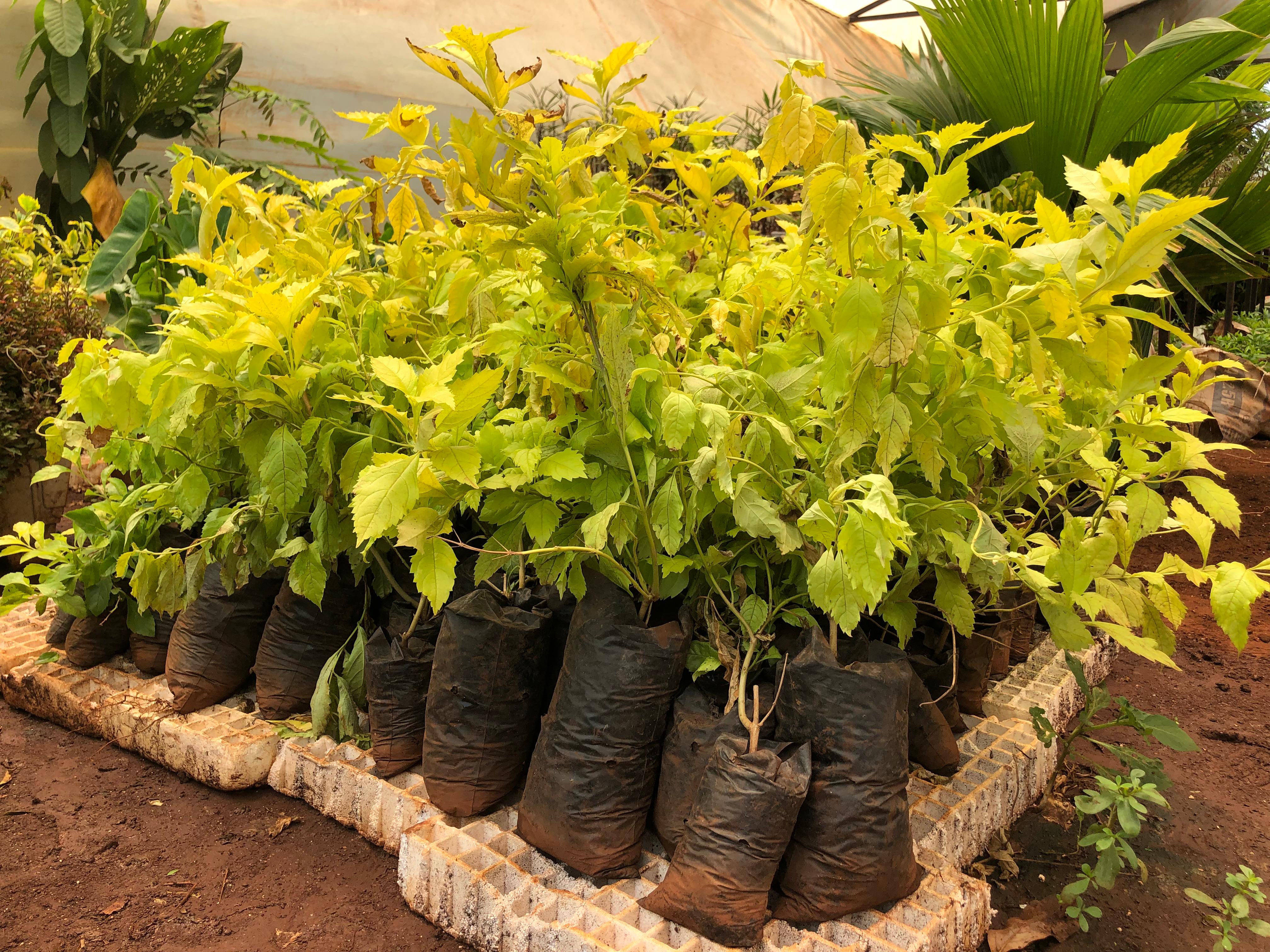 Yellow Duranta